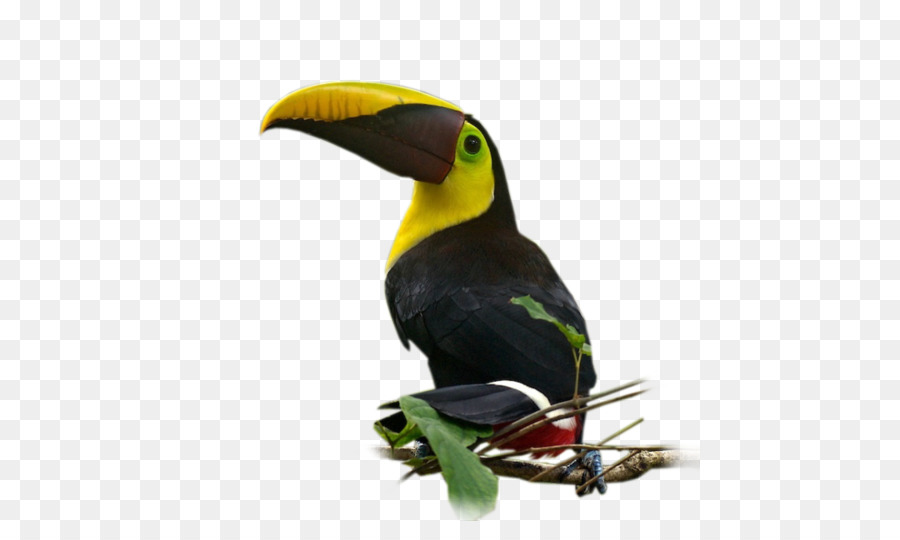 Pájaro，Nom D Oiseau PNG