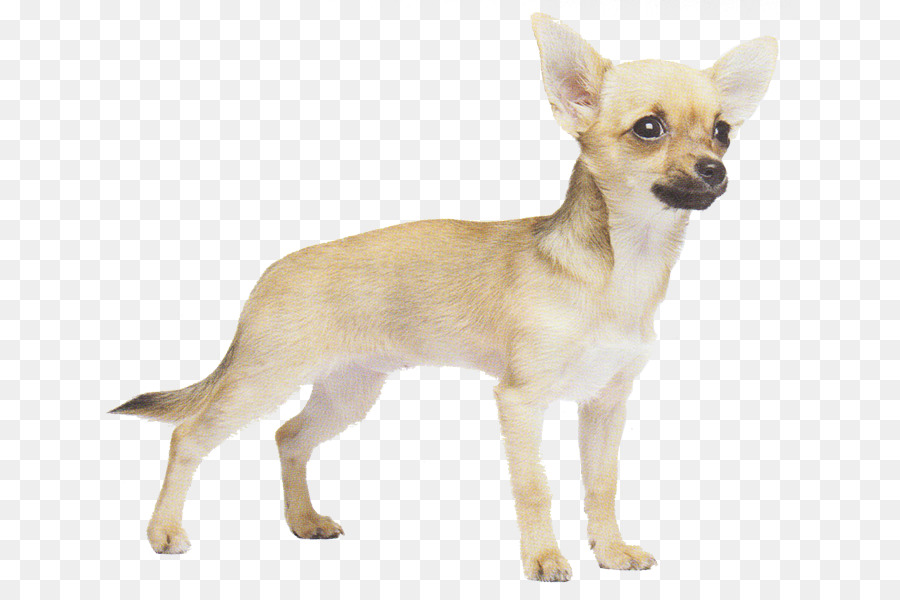 Chihuahua，Russkiy Toy PNG