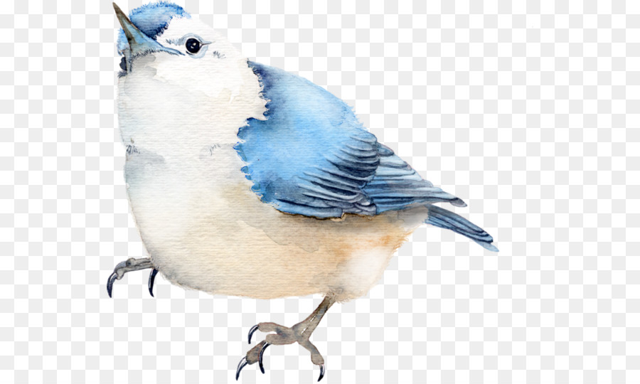 Blue Jay，Pájaro PNG
