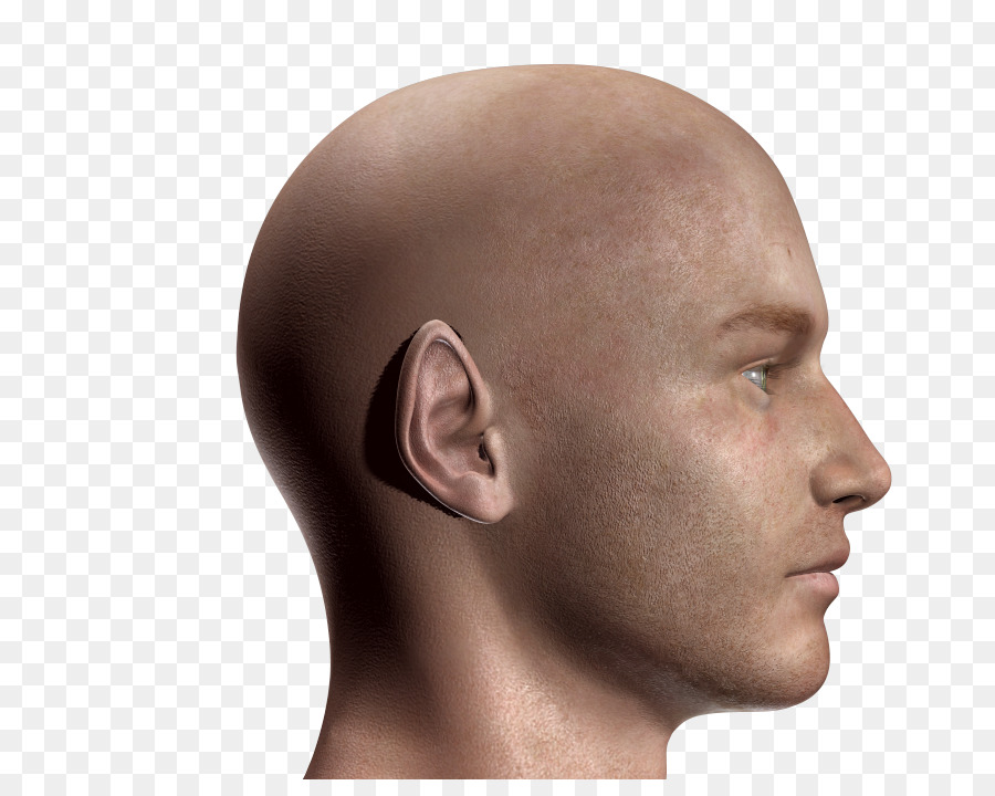 Chin，Modelo PNG