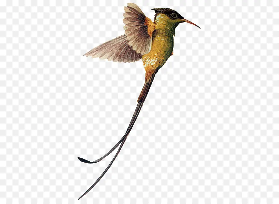 Colibrí，Pájaro PNG