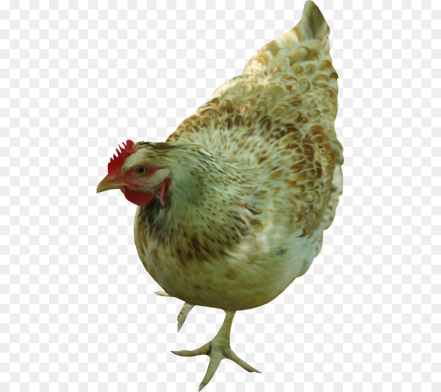 Gallo，Pollo Plymouth Rock PNG