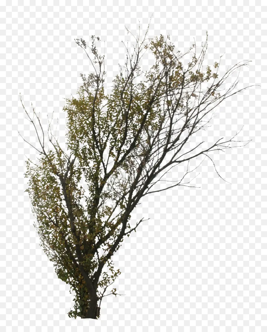 Silueta De Arbol，Sucursales PNG