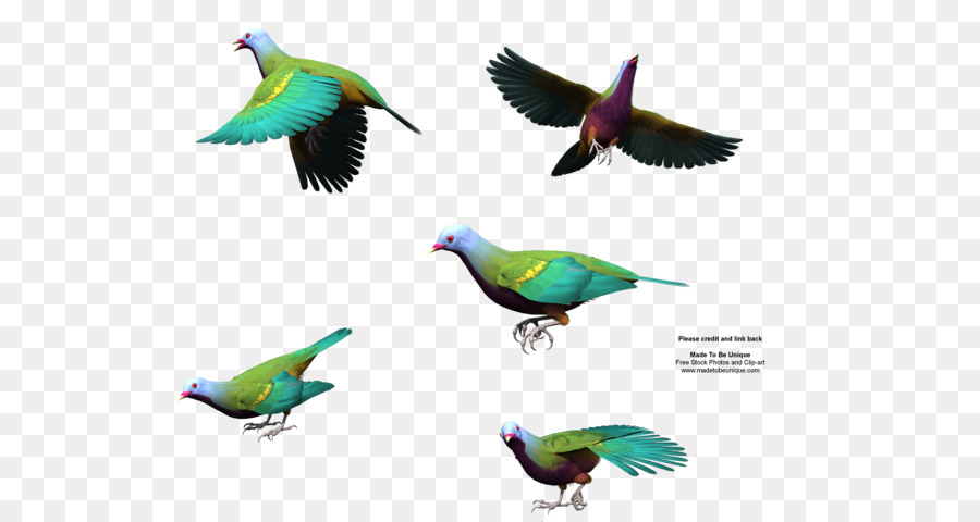 Pájaro，Ala PNG