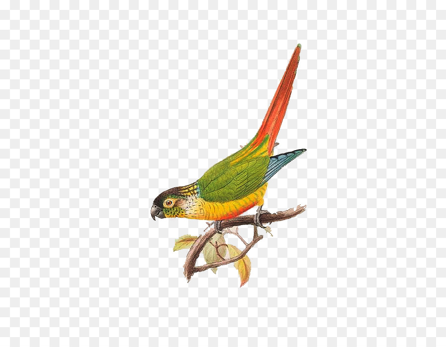 Parrot，Pájaro PNG