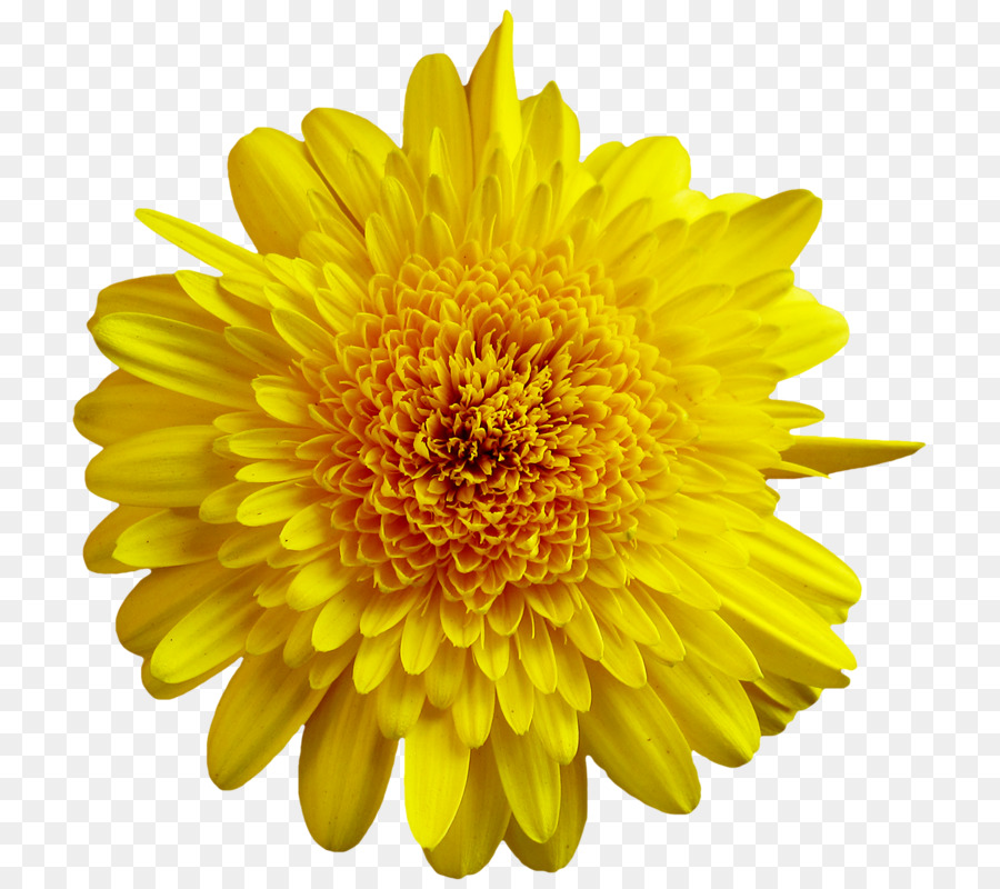 Flor，Amarillo PNG