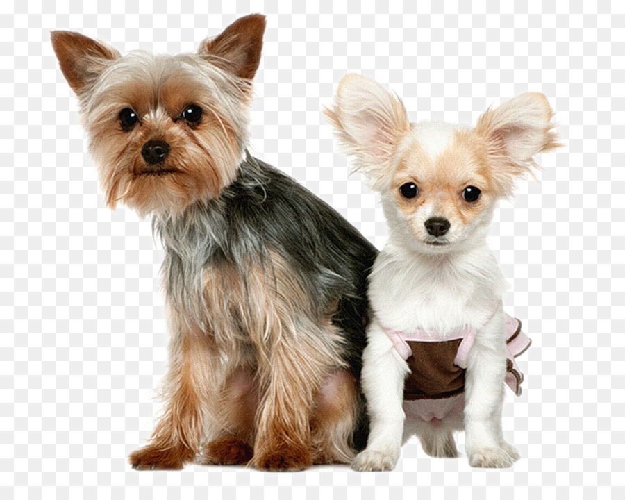 Perro Papillón，Mascota PNG