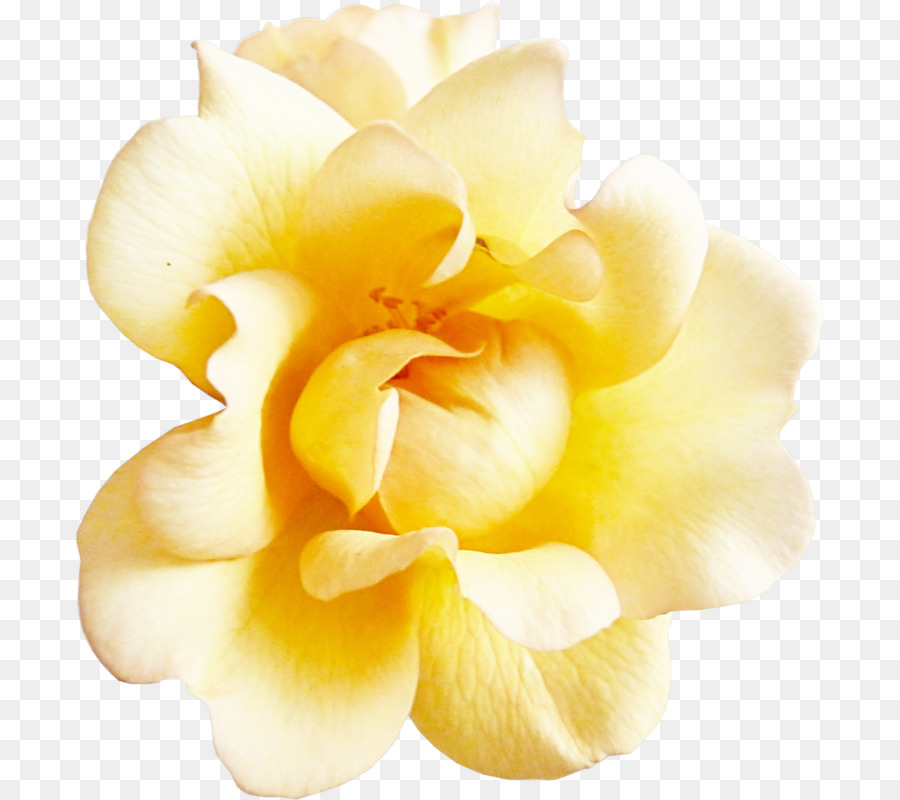 Rosa，Flor PNG