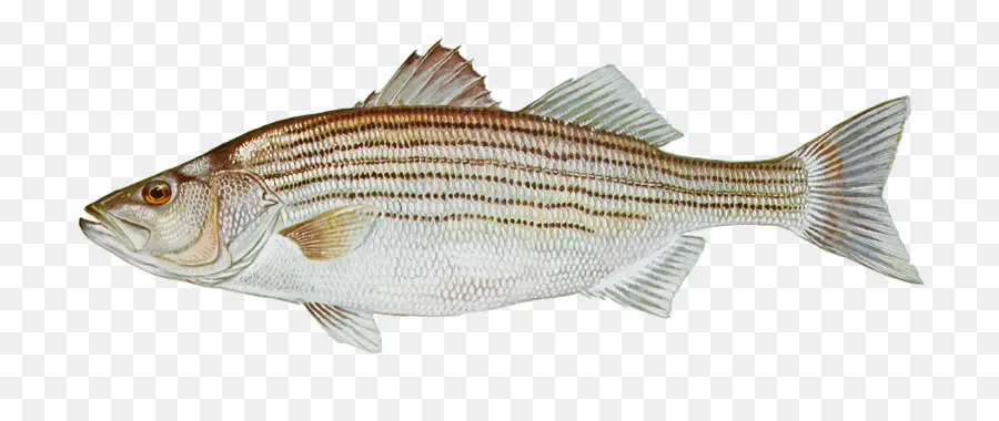 Lubina A Rayas，Pesca De Lubina A Rayas PNG