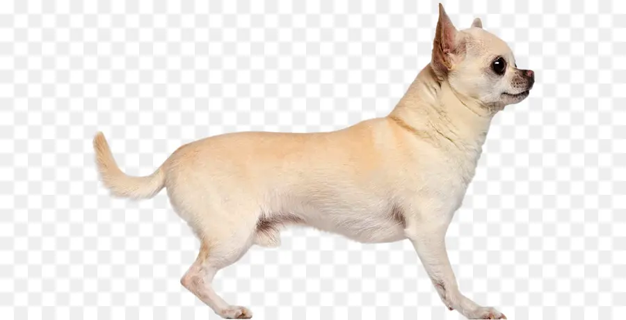 Chihuahua，Raza De Perro PNG
