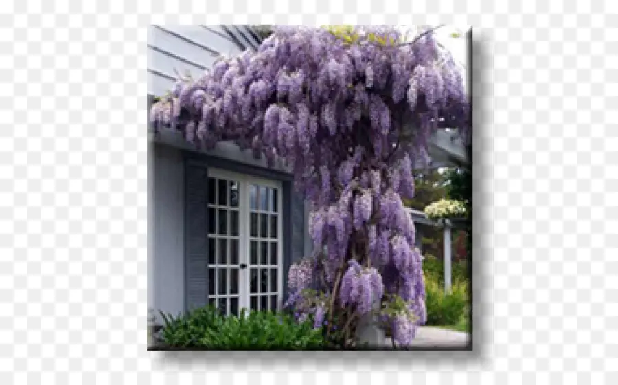 Wisteria Sinensis，Wisteria Floribunda PNG