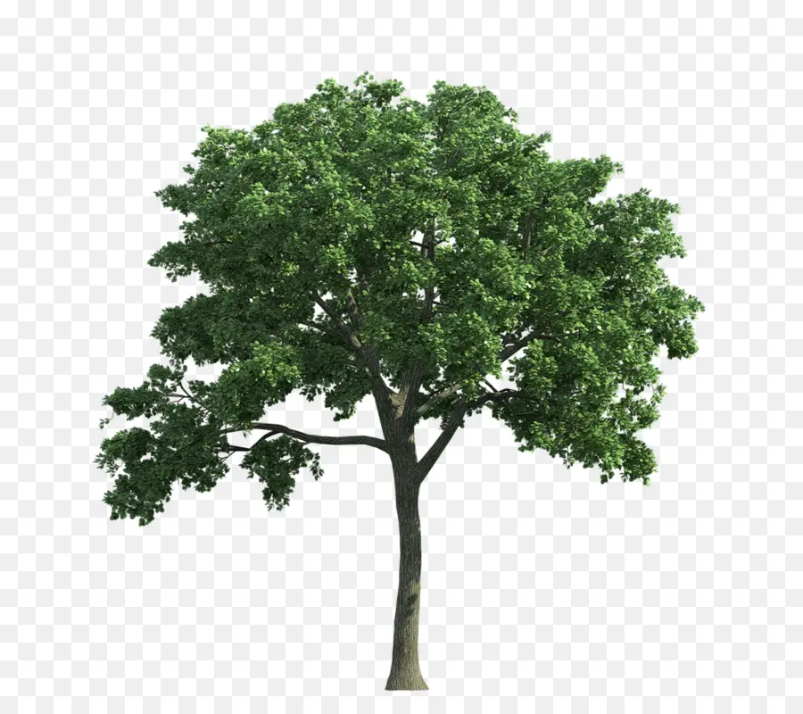 Árbol，Hojas PNG