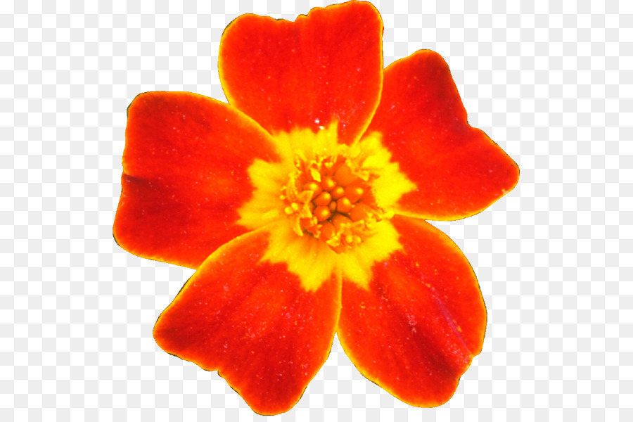 Flor Roja，Centro Amarillo PNG