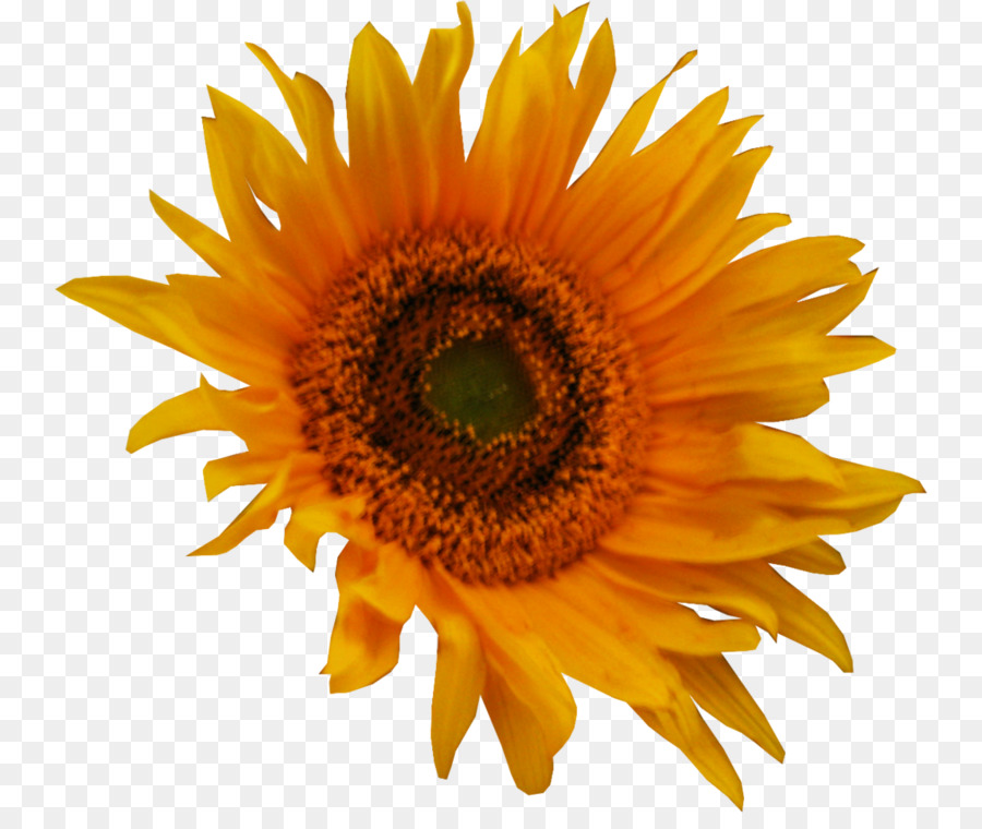 Común De Girasol，Fondo De Escritorio PNG