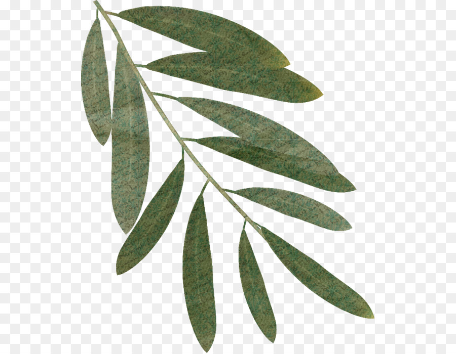 Hoja，Verde PNG