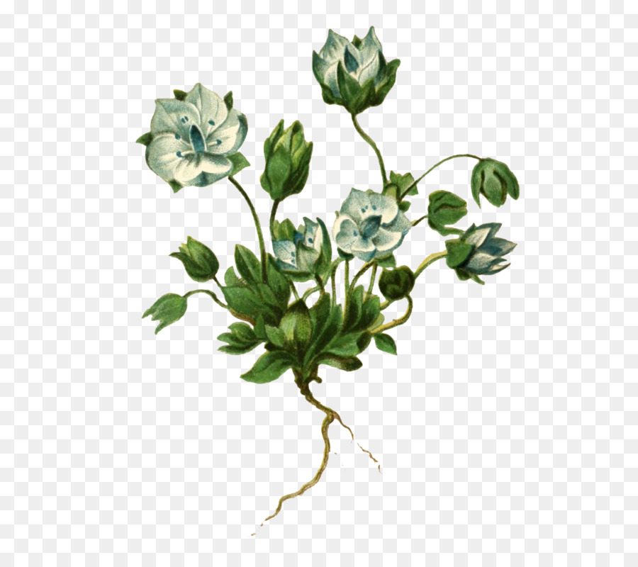 Rosáceas，Cortar Flores PNG