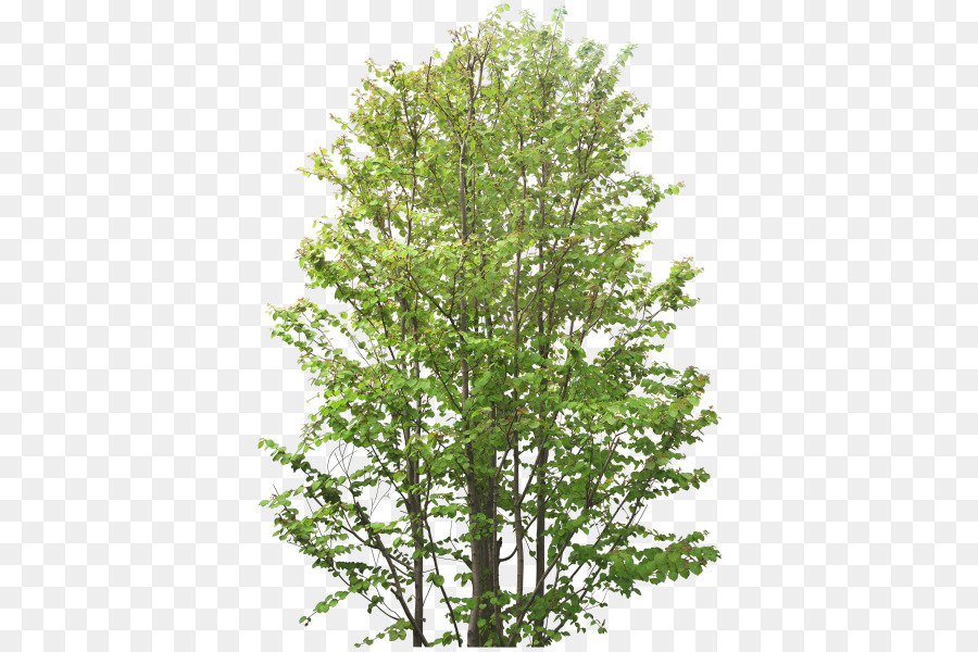 árbol Verde，Árbol PNG