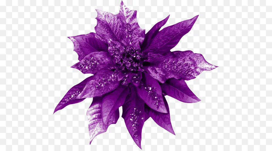 Flor Morada，Florecer PNG