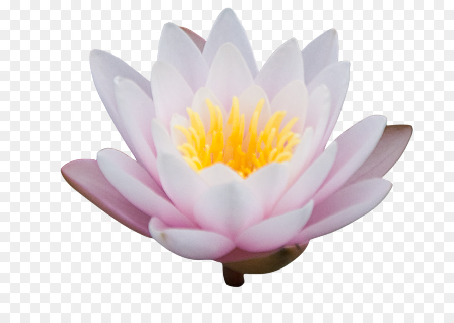 Nelumbo Nucifera，Diseño Floral PNG