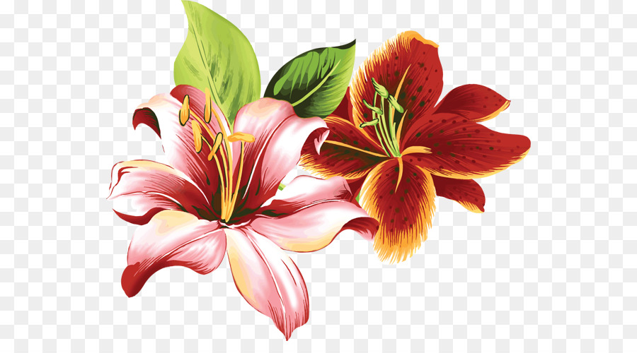 Lilium，Flor PNG