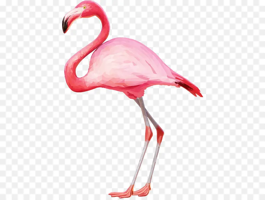 Flamingo，Iconos De Equipo PNG