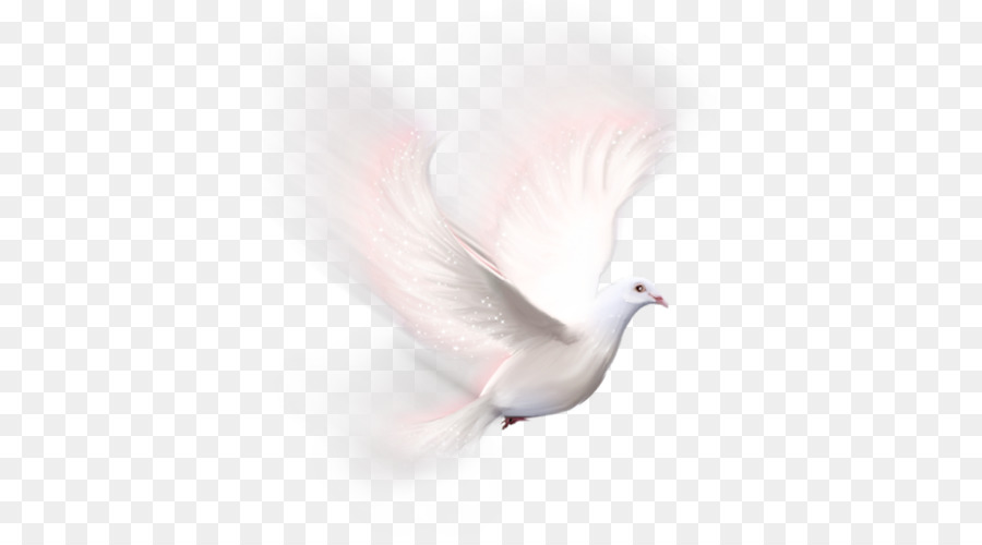 Paloma Blanca，Vuelo PNG