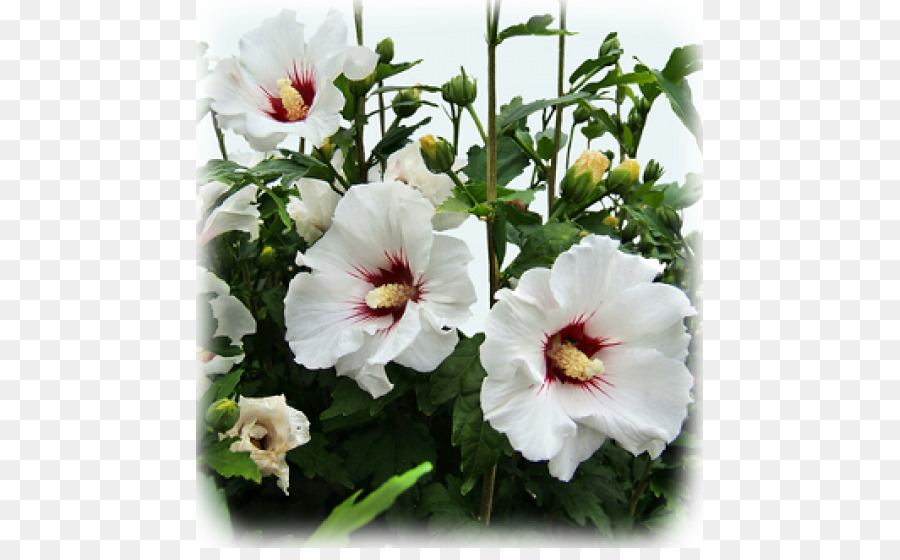 Shoeblackplant，Común De Hibisco PNG