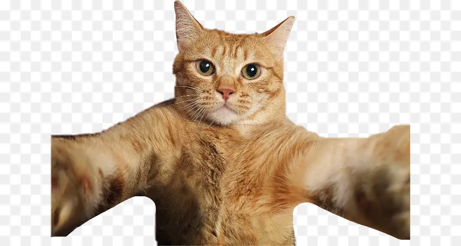 Gato，Gato Selfies PNG