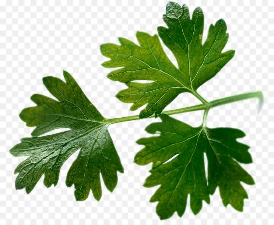 Perejil，Coriander PNG