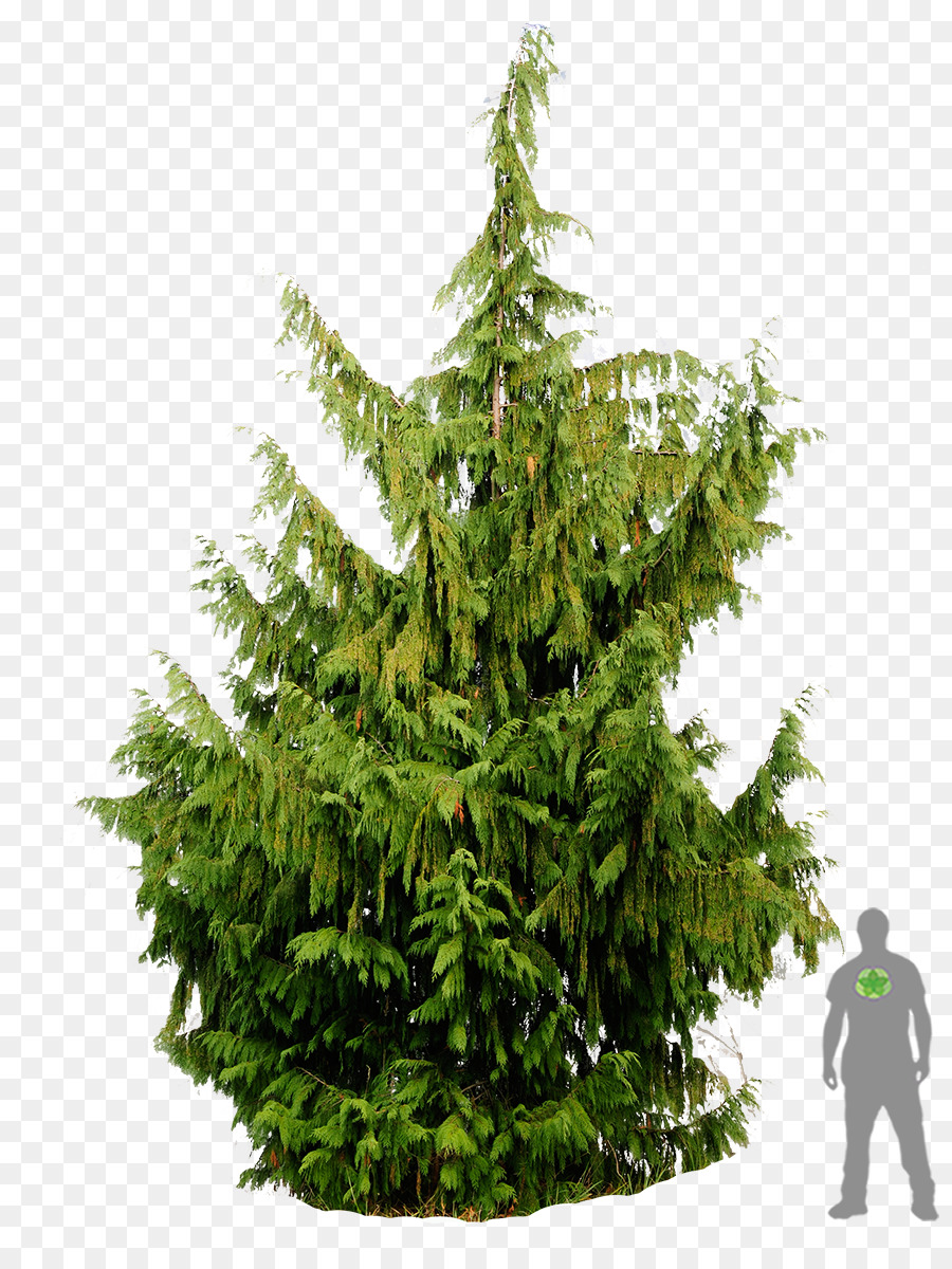 Abeto，árbol De Navidad PNG