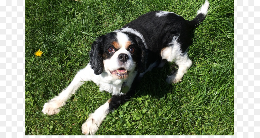 Springer Spaniel Inglés，Cavalier King Charles Spaniel PNG