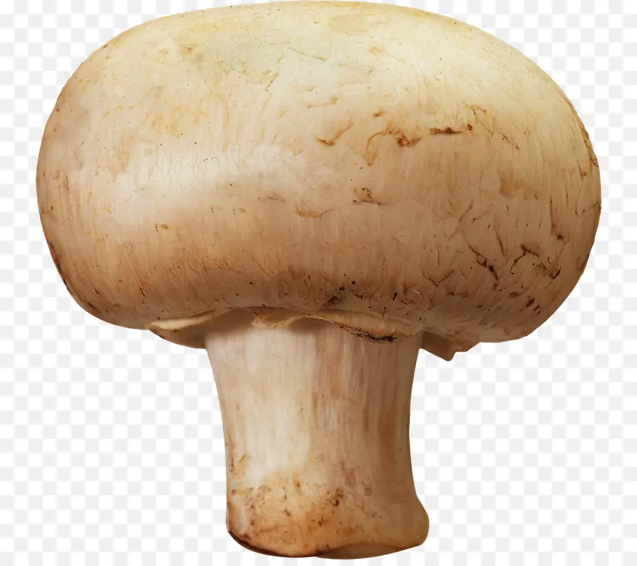 Champiñón，Hongos PNG