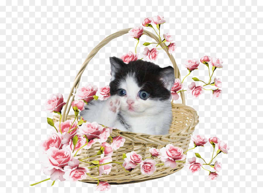 Gatito En Canasta，Flores PNG