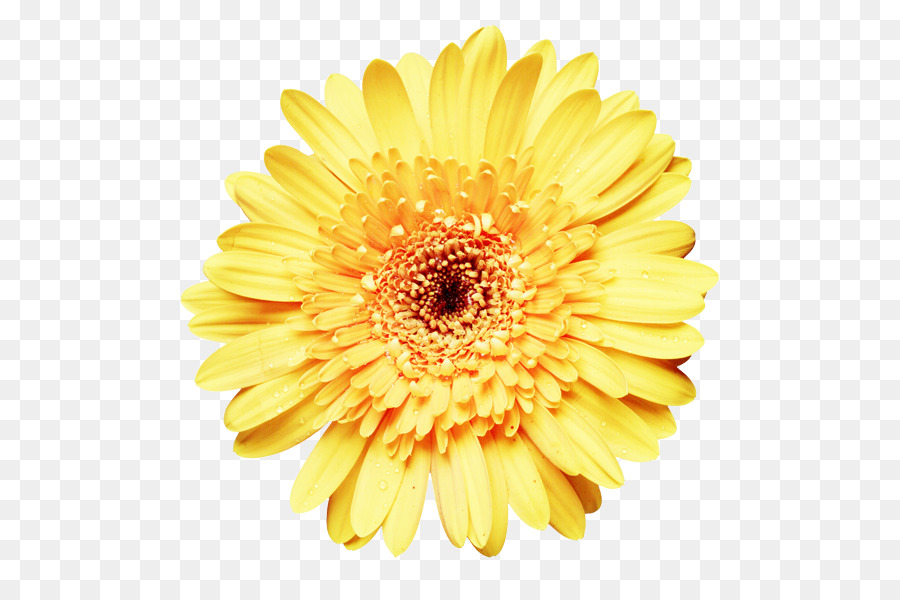 Común De Girasol，Flor PNG