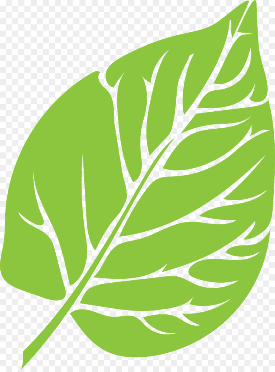 Hoja Verde，Planta PNG