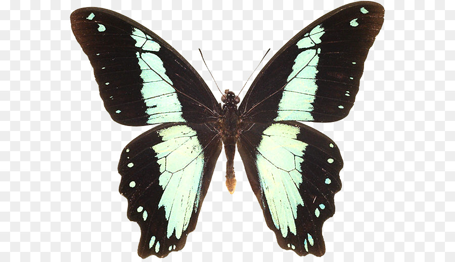 Mariposa，Animal PNG