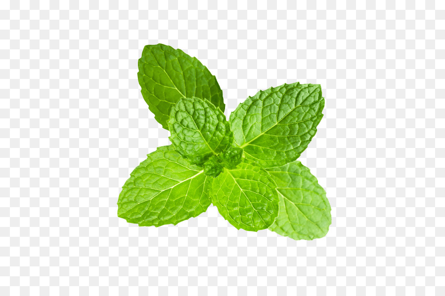 Menta，Hojas PNG