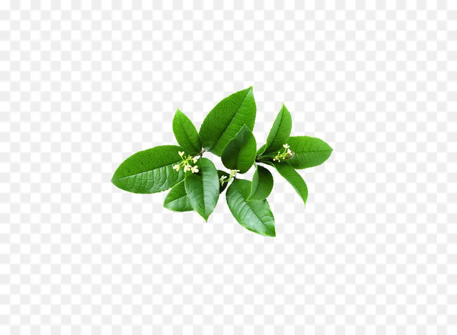 Hojas Verdes，Planta PNG