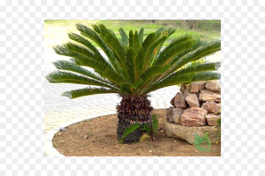 Sago Palm，Cycadas PNG