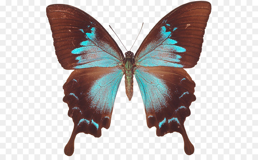 Mariposa，Papilio Ulysses PNG