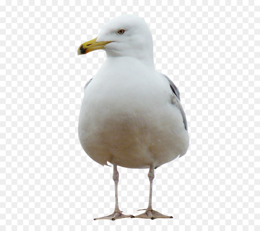 Pájaro，Mouette PNG