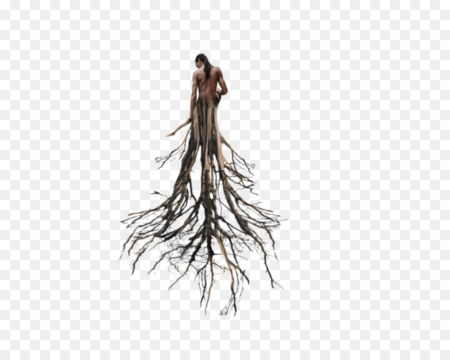 Raíz，árbol PNG