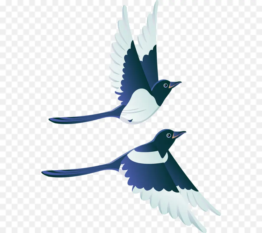 Pájaro，Vuelo PNG