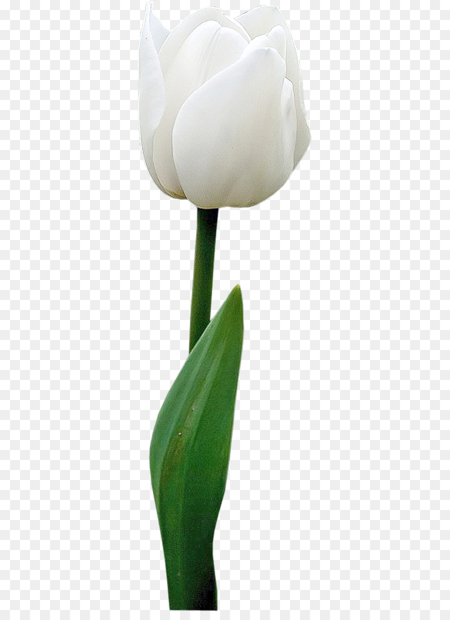 Tulip，Flor PNG