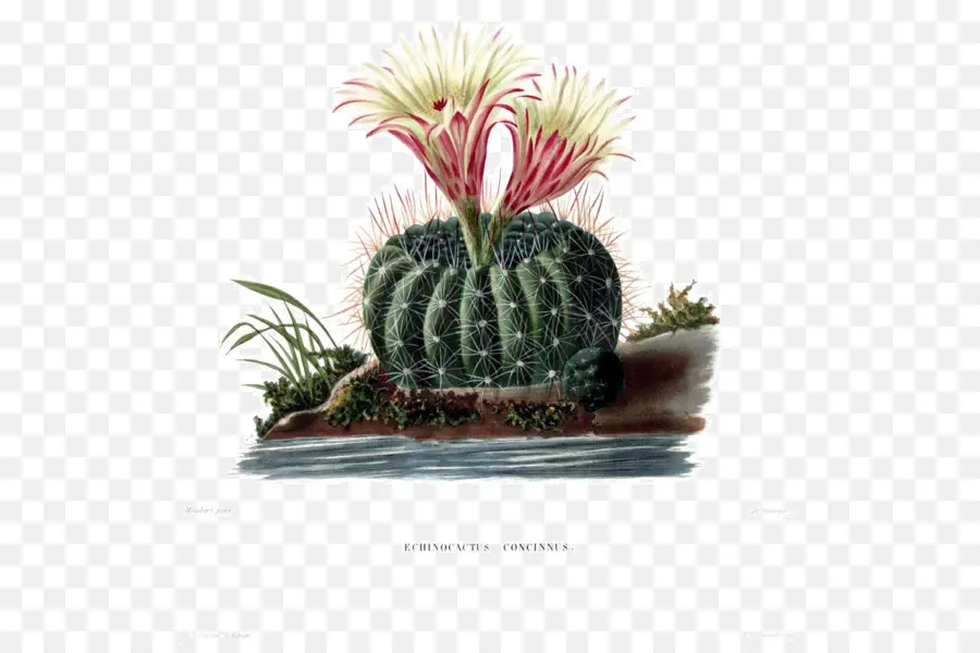 Cactus，Flor PNG