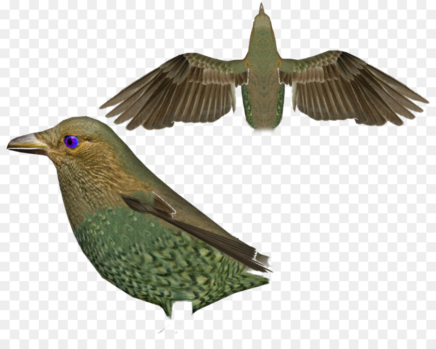 Pico，Pluma PNG