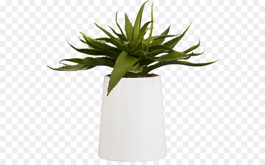 Aloe Vera，Planta De Casa PNG