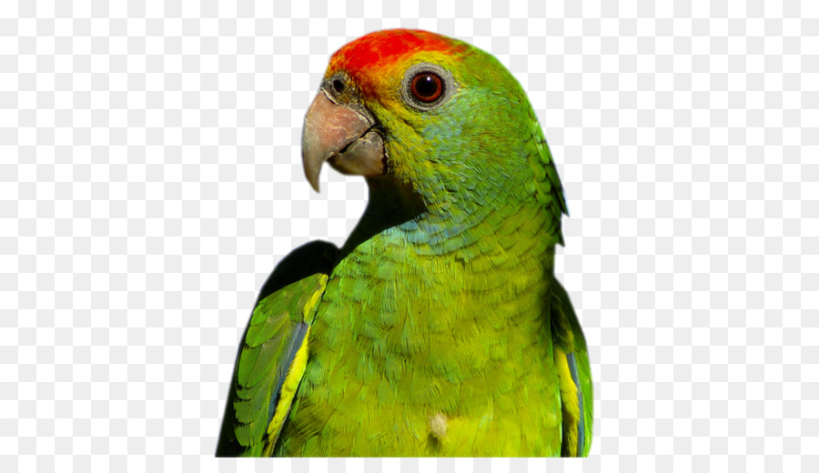 Loro，Verde PNG