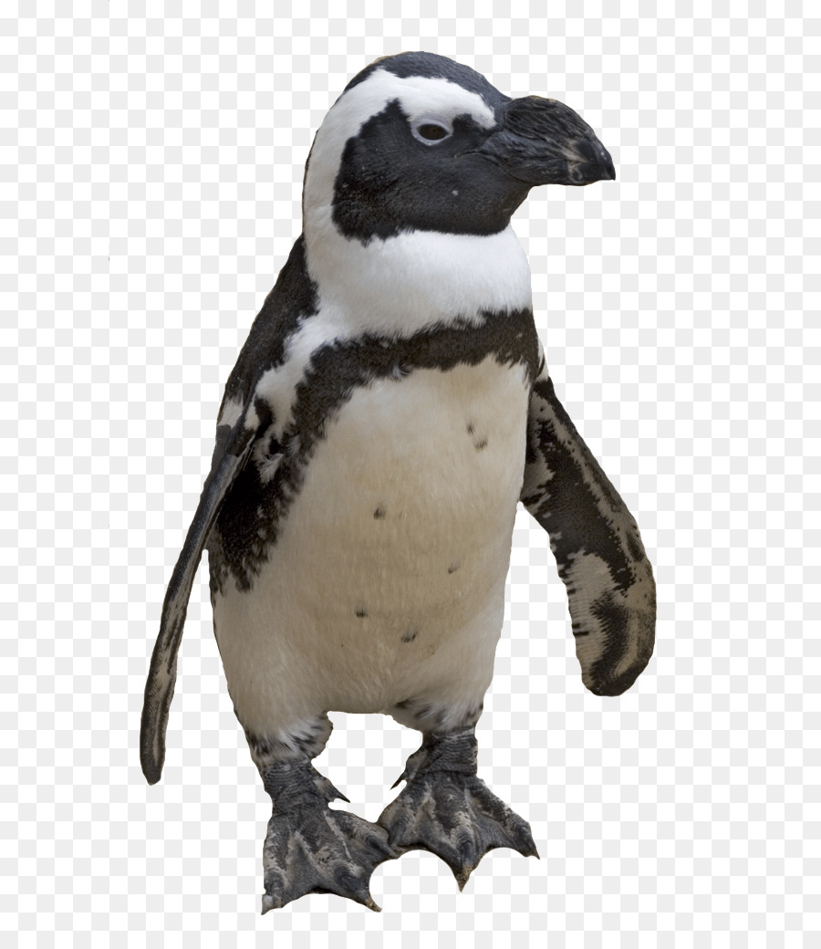 Penguin，Postscript Encapsulado PNG