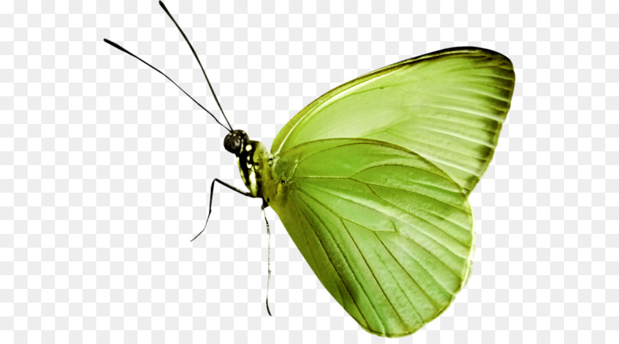 Mariposa Verde，Alas PNG